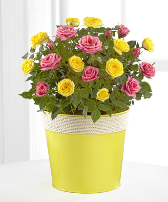 - Sunshine Sweetness Bi-Color Mini Rose Plant - Better