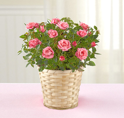 - Just for Mom Mother's Day Mini Rose