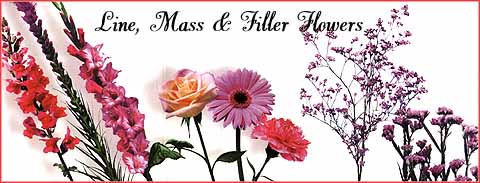 [Name] - [Product ID]