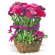 Topiary Basket