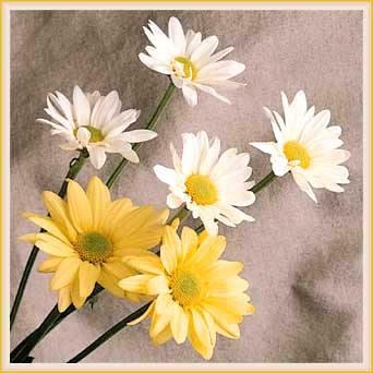 Virtual Daisy Bouquet