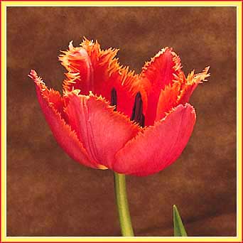 Fancy Red Tulip
