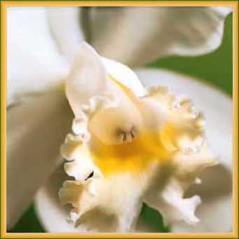 White Orchid Virtual Flower
