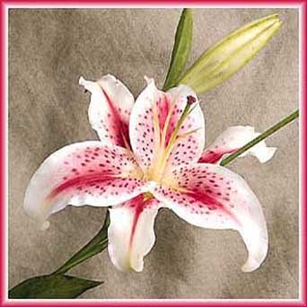 Stargazer Lily Virtual Flower