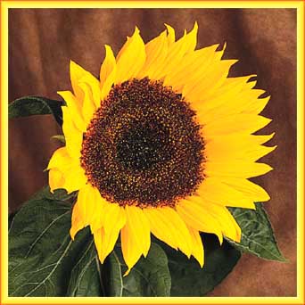 Virtual Sunflower