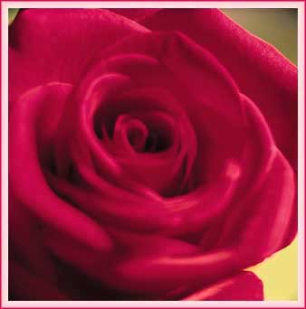 A burgandy Rose Virtual Gift