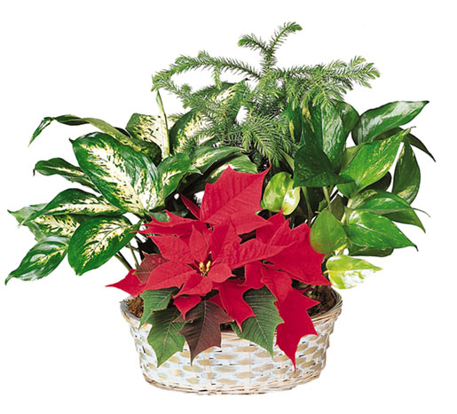 Poinsettia and green plant virtual planter.