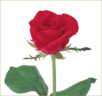 Red Rose Virtual eGift