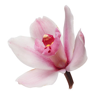 Cymbidium Orchid Virtual eGift