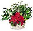 Holiday Plant