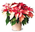 Holiday Poinsettia